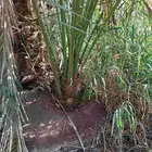 يوجد لدينا فسايل صقعي مجدول عجوه صفاوي مبروم العلا