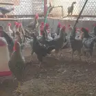 للبيع دياكه تركيه احجام ممتازه العمر 4شهور
