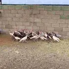 دجاج رومي