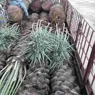 يوجد لدينا صقعي فاخر من متر ونص الا مترين