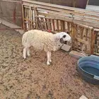 رخل هجين توها مثنية