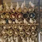 حمام فرنسي 360 او 370 زوج كلها ازواج منتجه سعر جوز 30 ريال