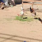 ديك دجاج ماكنتوش