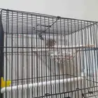 10 ذكور حسون