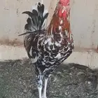 ديك عربي ماكنتوش أفرق