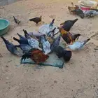 تبوك دجاج للبيع عمر 6 اشهر