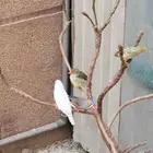 فروخ ستار فنش جاهزين للغر والتدريب