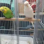 فرصة بادجي البينو منتج سعر مغري عدم تفرغ ذكر أليف