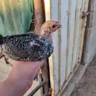 صيصان فيومي عمر شهر واسبوع العدد حول ال70