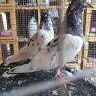 تيدي ورام
