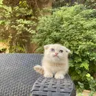 سكوتش فولد مطعمين الوان مميزة للبيع ولايوجد تبني