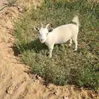 ماعز قزم للبيع