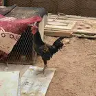 ديك