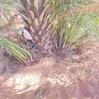 يوجد الدنيا نخل للبيع سكري