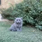 سكوتش فولد مطعمين مدربين للبيع ولايوجد تبني