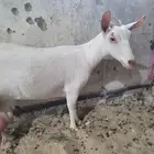 فحل و عنز عمانية