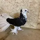 بسم الله الرحمن الرحيم ماشاء الله تبارك الله حمامه رقاص هندي