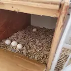 طيور روز وكروان