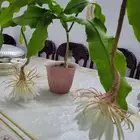 نبات استوائي