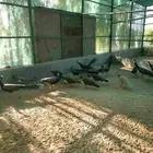 طواويس هندي للبيع