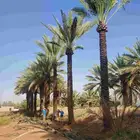 يوجد لدينا نخيل عربي مثمر جميع الأنواع كما نوصل للجميع انحا