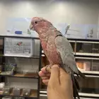 كوكاتو قالا