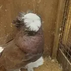 للبيع ذكر بخارى