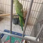 درة أنثى للبيع العمر سنتين غير اليفة