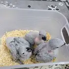 فروخ كاسكو انتاج محلي