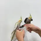 زوج كروان أليف