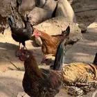 دجاج بلدي صحه ممتازه بيض وديوك بلدي