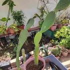 نباتات