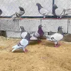 حمام فرنسي سلفر سوبر جامبو