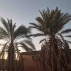 نخل للبيع