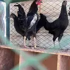 دجاج طقم للبيع