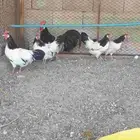 دجاج اللكن فلندر نوادر