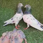 زوج باكستاني منتج