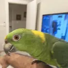 امزوني يلوناب للبيع