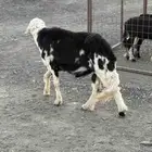 للبيع خروف