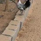 ديوك بلدي مشكل