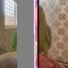 أنثى الدرة