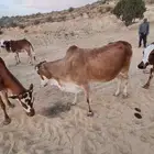 بقر خلفات للبيع