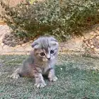 سكوتش فولد مطعمين مستويات عالية للبيع لايوجد تبني