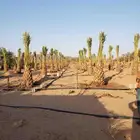 نخل عربي مثمر جميع المقاسات