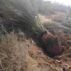 يوجد لدينا صقعي من متر لا مترين