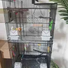 طيور روز مع قفص مرتب