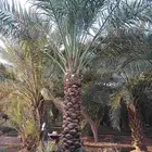 يوجد لدينا روثان من مترين لا مترين ونص مكرب هلال