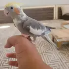 ببغاء كروان اليف ما يعرف شي اسمه عض هدد