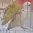 جده حي الوفاء مقابل مخطط الرياض روز عدد 2 للبيع مافيهم عيب