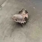 فرخ روز لون كاسكو